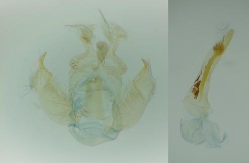 Depressaria chaerophylli